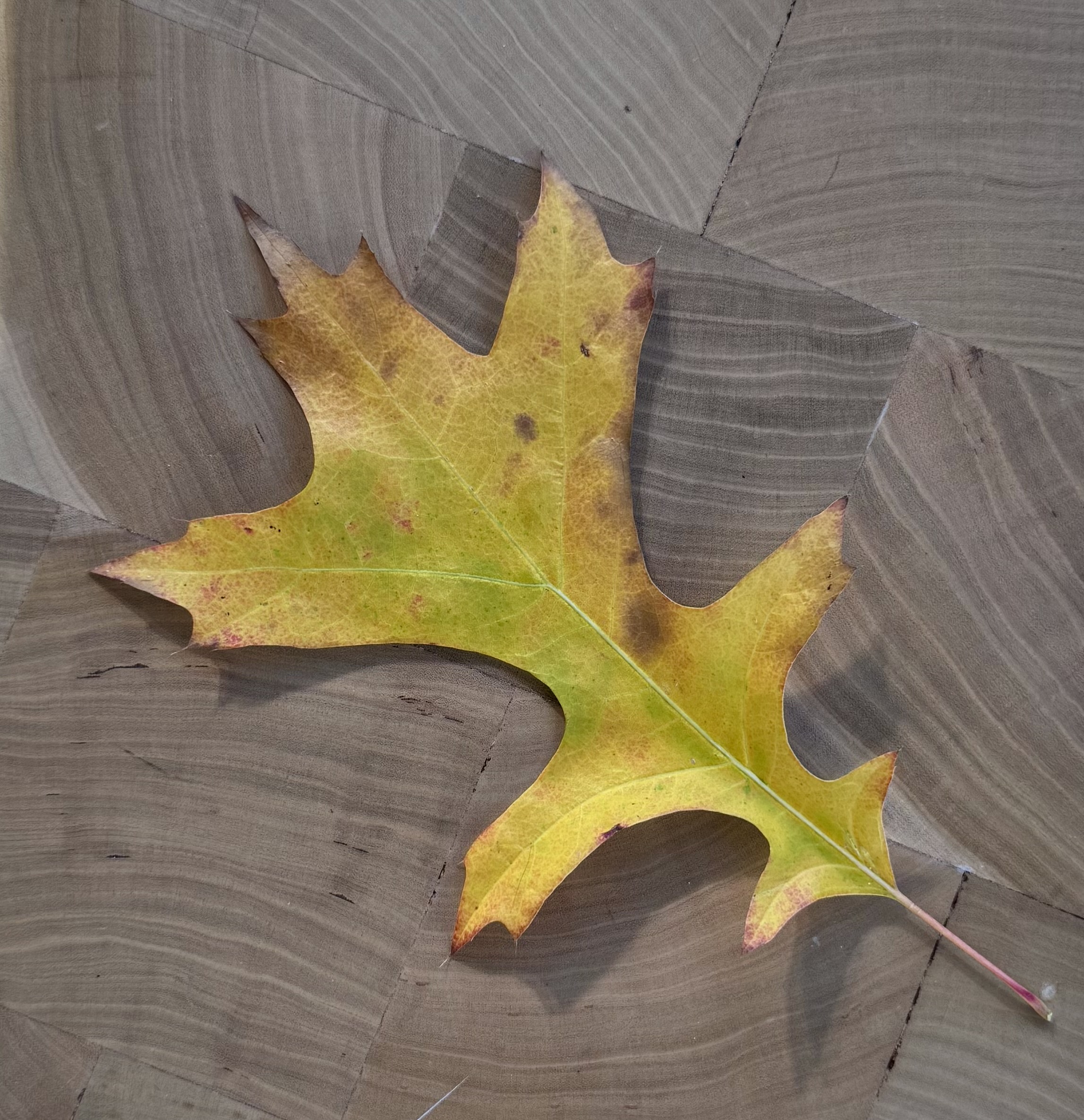 Leaf