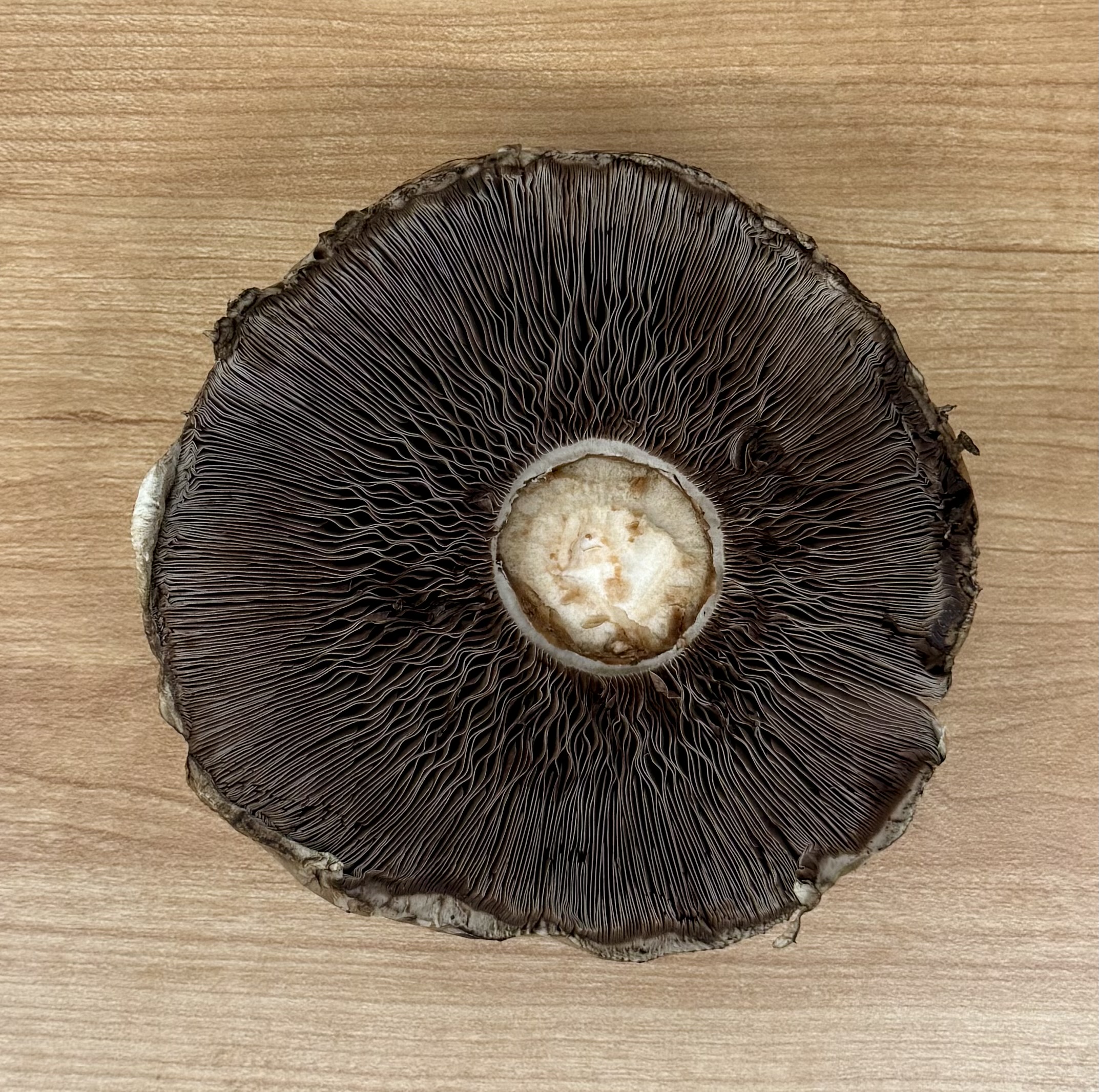 Mushroom
